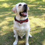 Bow Tie Dog & Cat Collar