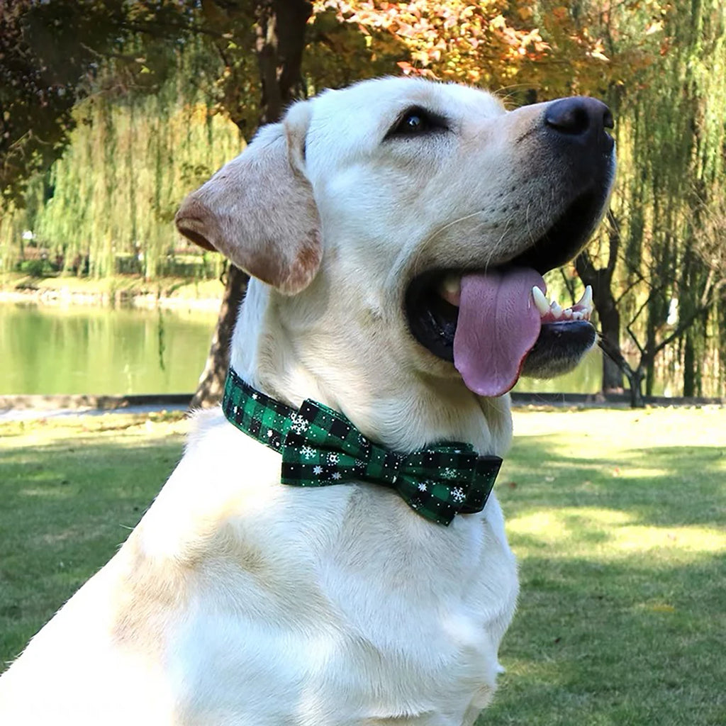 Bow Tie Dog & Cat Collar