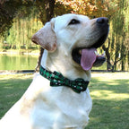 Bow Tie Dog & Cat Collar