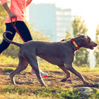 Leather Dog Leash